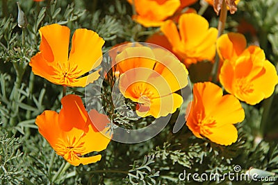 Eschscholzia Californica â€“ California Poppy Flowers Stock Photo